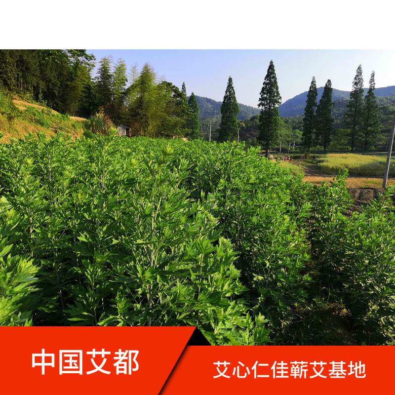 艾心仁佳湖北蕲春李时珍蕲艾艾苗艾根种植
