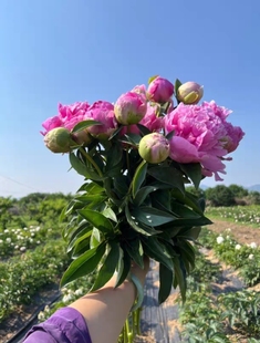 芍药种苗根块菏泽对版保真牡丹花基地直发伽马落日珊瑚沙拉粉色红