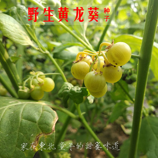 黄龙葵种子黄天天籽龙葵果天天种子黄悠悠阳台室内盆栽庭院四季