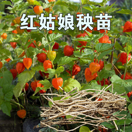 酸浆果苗红姑娘秧苗东北耐寒易种