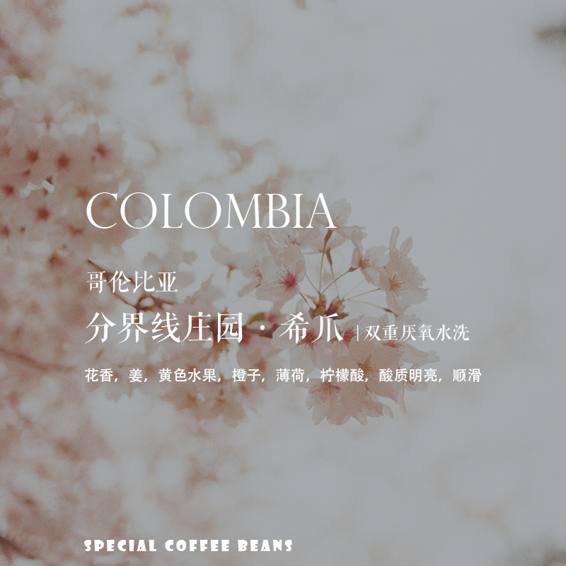 咖啡熟豆哥伦比亚希爪厌氧水洗