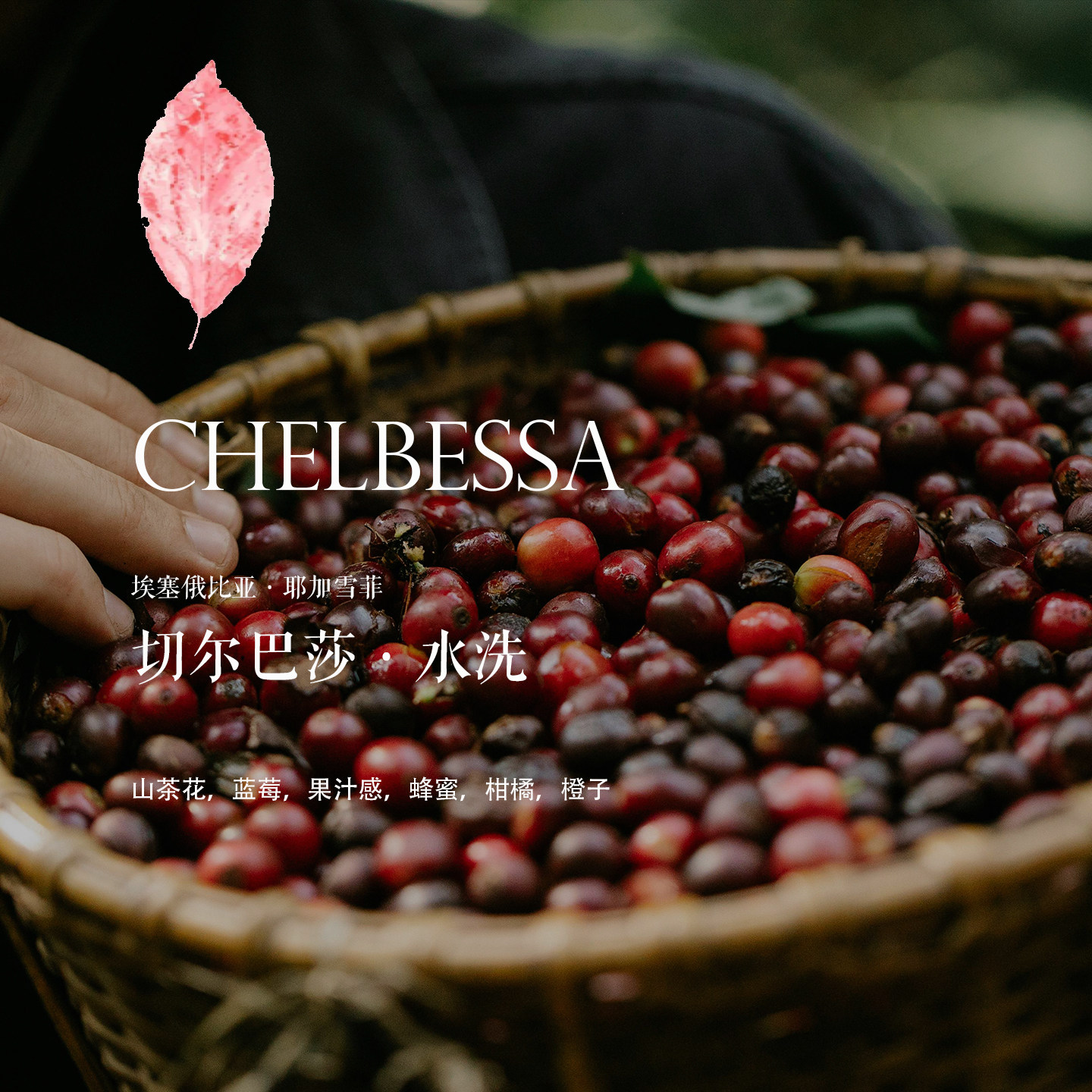 埃塞俄比亚咖啡豆Ethiopia切尔巴莎Chelbessa水洗 山茶花/果汁感 - 实物图