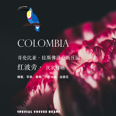Colombia佛洛伦斯红波旁厌氧日晒