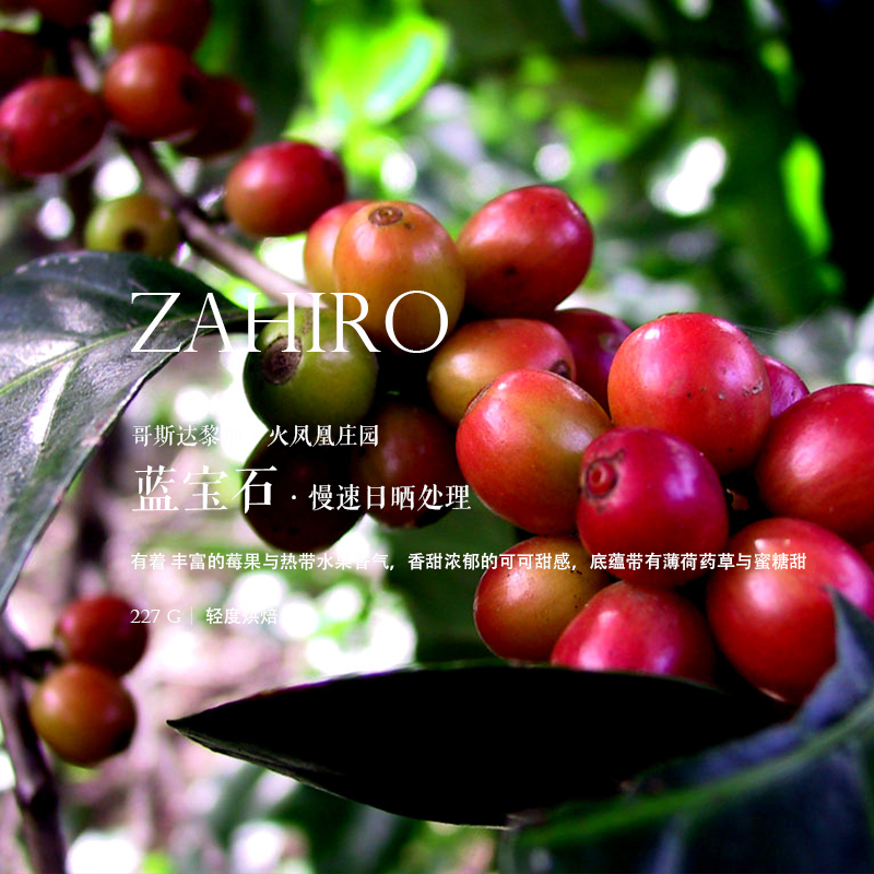 咖啡熟豆哥斯达黎加蓝宝石227g