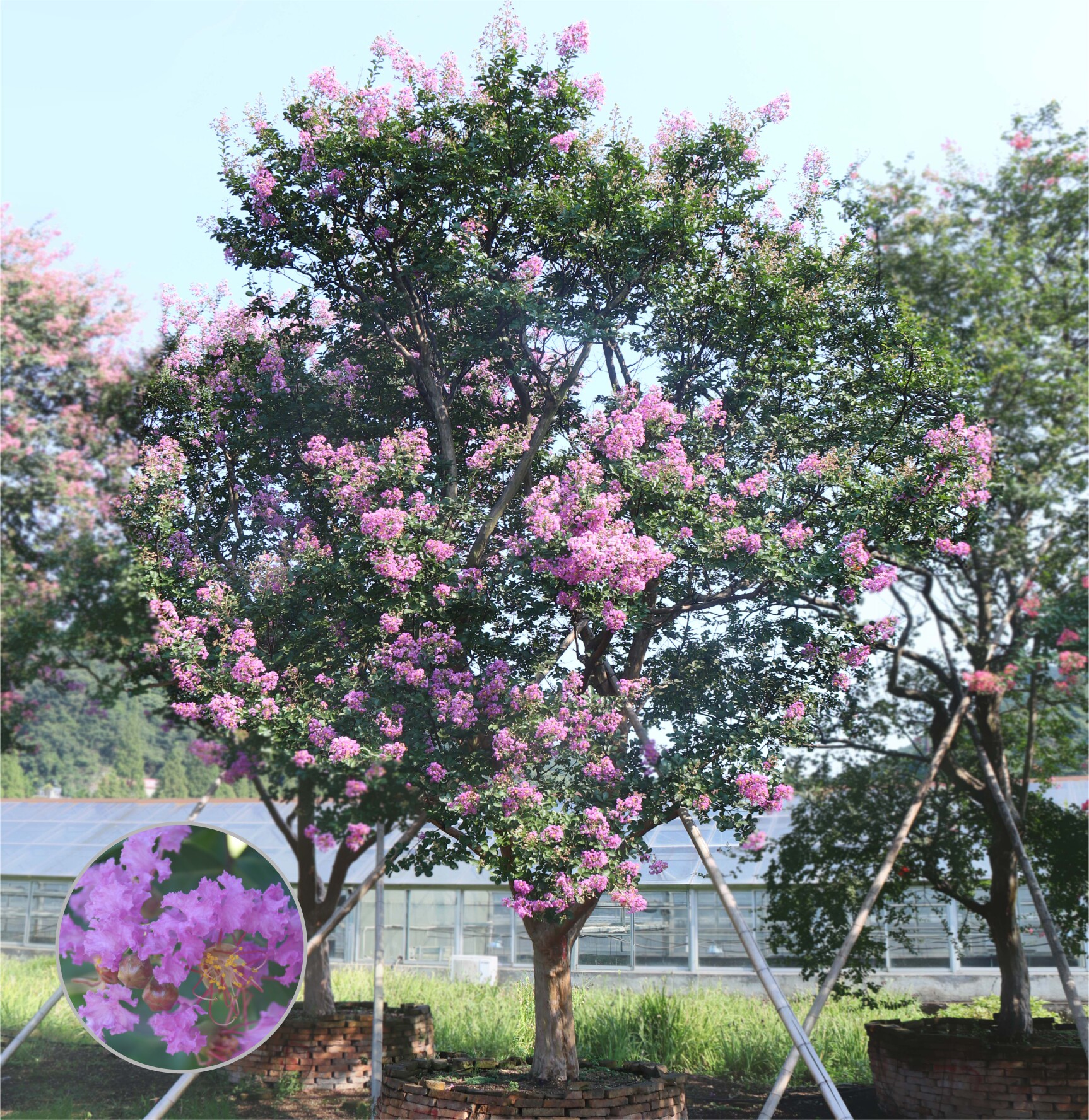 日本大紫薇花色造型多样,以下图片仅供参考,下单请联系客服.