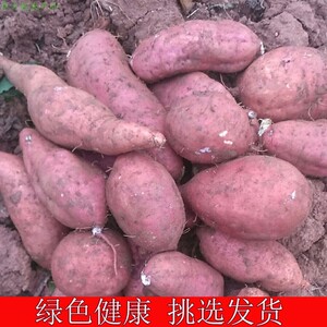 四川老品种白心红薯新鲜现挖红皮白薯地瓜软儒香甜泥沙地番薯红苕