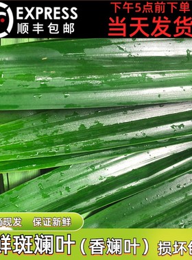 顺丰包邮新鲜斑斓叶香兰叶班兰叶千层糕斑斓椰汁西米糕糯米饭500g