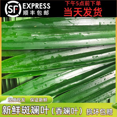 新鲜斑斓叶香兰叶千层糕原料
