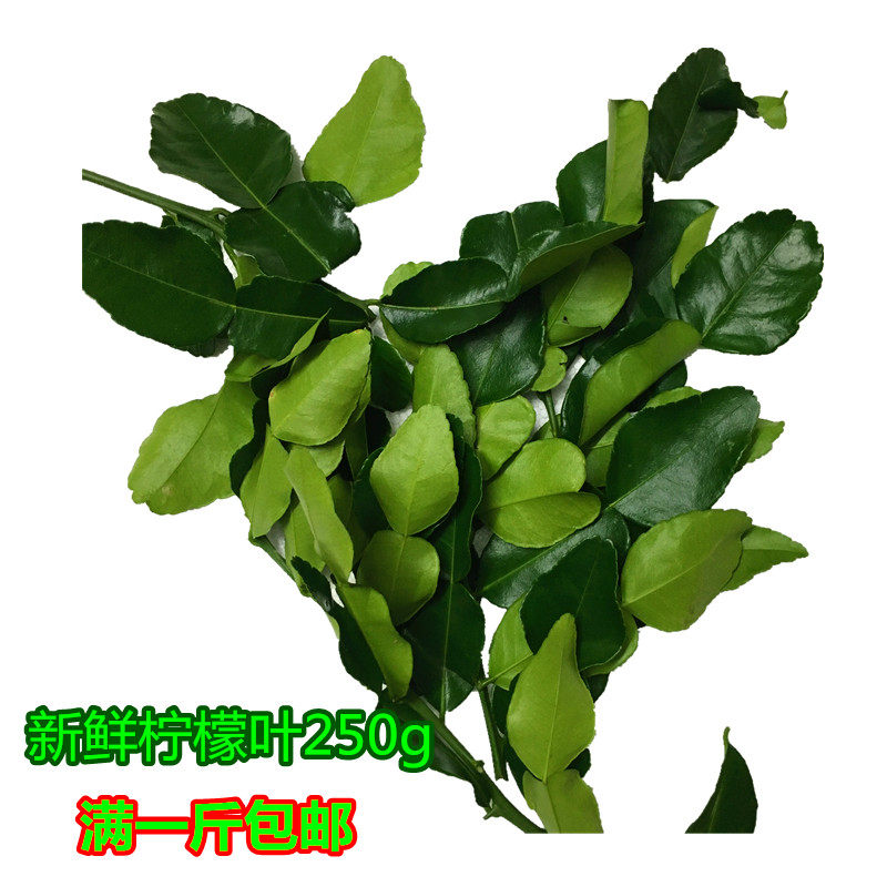 包邮新鲜柠檬叶250g青柠檬叶其它