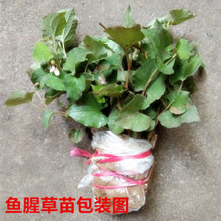 盆栽阳台室内室外 鱼腥草种苗四川正宗新鲜折耳根苗子家庭园艺四季