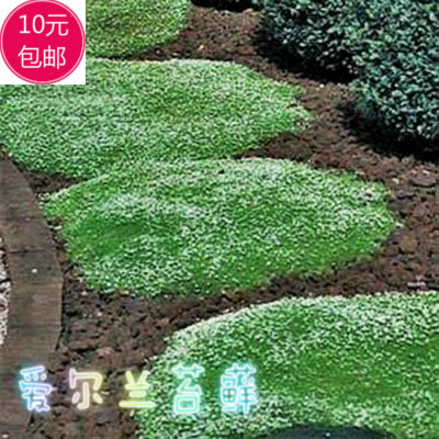 爱尔兰苔藓/钻形漆姑草 进口花种子 多年生地被草本 微景观