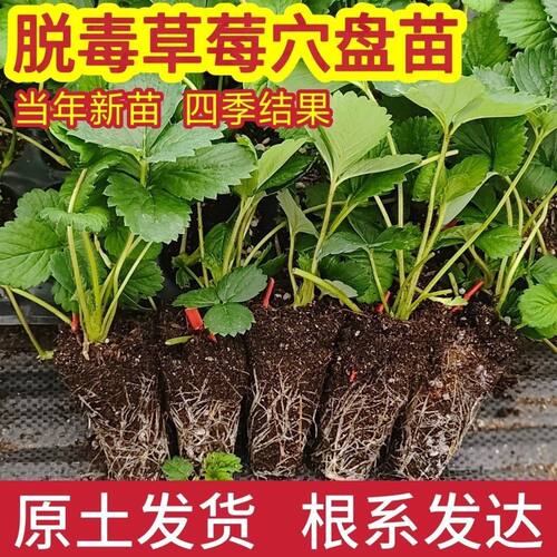 【官方推荐】四季草莓苗秧苗盆栽地栽种植玄玉真红美玲带盆带土