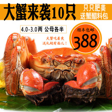 35两全肥公母河蟹鲜活现货多黄螃蟹 10只特大蟹湖蟹40 大闸蟹新款