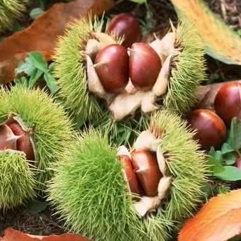 徐州特产古栗园板栗新鲜板栗