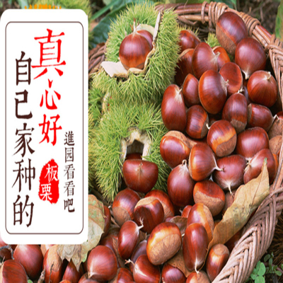 徐州特产古栗园板栗新鲜板栗