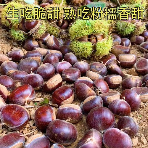 新板栗青龙板栗生新鲜