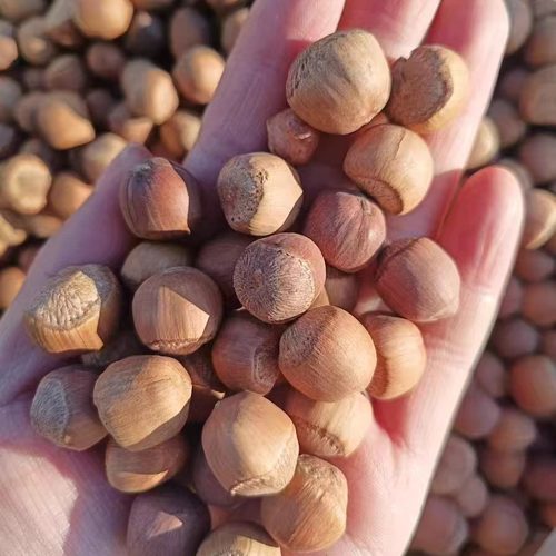 新货开口脆皮榛子特产原味坚果嘎嘎香新货500g/一袋