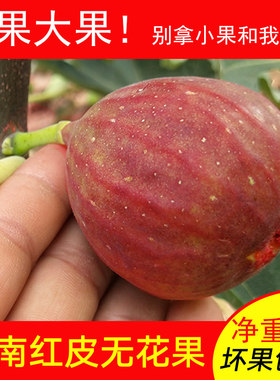 无花果大果新鲜采摘软糯香甜