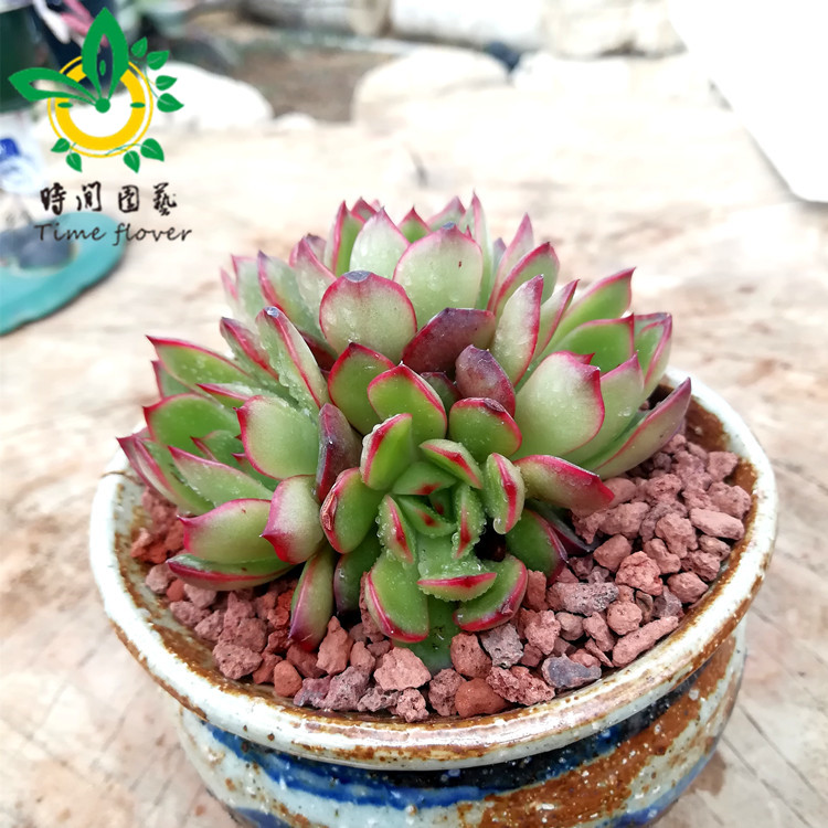 时间园艺 保利安娜大群生 宝莉安娜 多肉植物 肉肉植物
