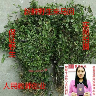 来马回赖马红瓜子金 乱马回勒马回金锁匙挂米草 小叶来马回中草药