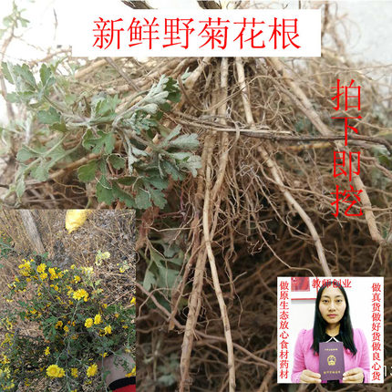 新鲜野菊花根 地下部位下单后采挖 天然野菊花根 黄菊花根500克