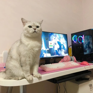 AMD系列 台式 敌鸽电脑 一台美好 机 鸽鸽电竞