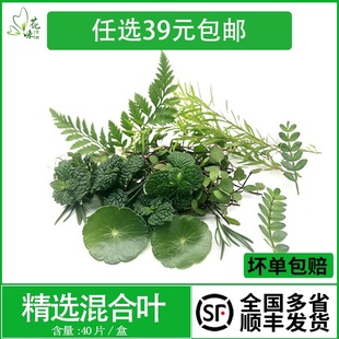 薄荷40片 新鲜混合花草 芒叶 饰点缀 清香木 酒店西餐摆盘鲜花草装