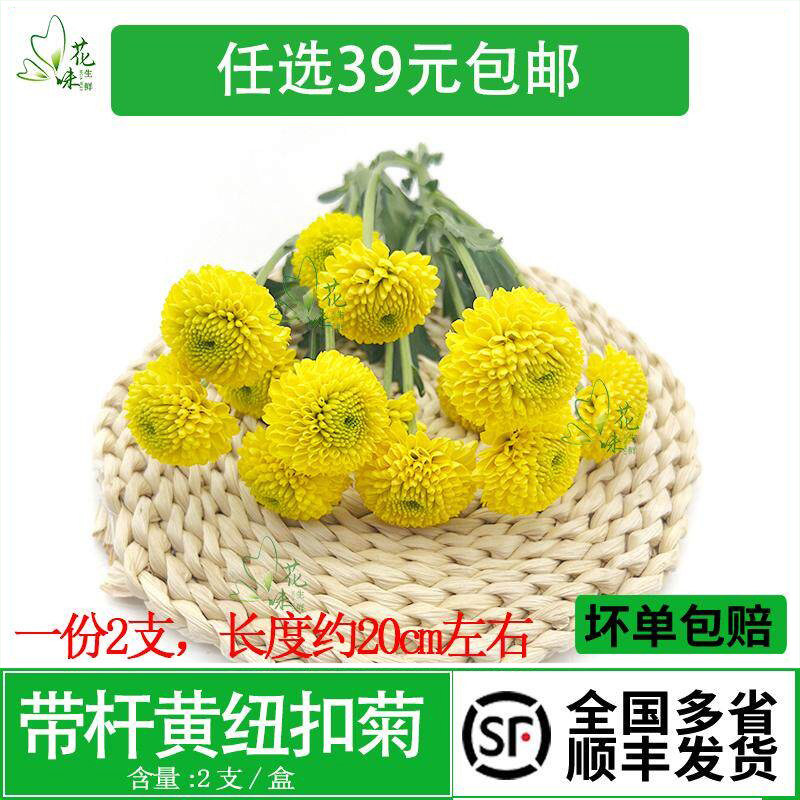 新鲜黄色纽扣菊小菊花黄雏菊