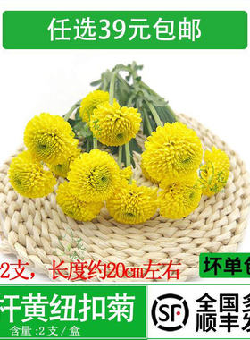 新鲜带杆黄色纽扣菊小菊花黄雏菊彩菊酒店西餐日料摆盘装饰花草