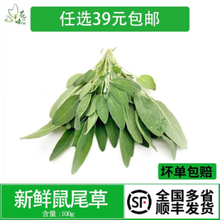新鲜鼠尾草 南丹参Sage 食用香草香料调味酒店西餐食材餐厅调味料