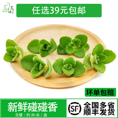 新鲜花草 碰碰香 一抹香 酒店西餐日料点缀摆盘装饰花草20朵