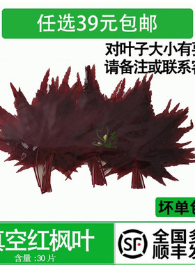 新鲜红枫叶真空装西餐摆盘装饰