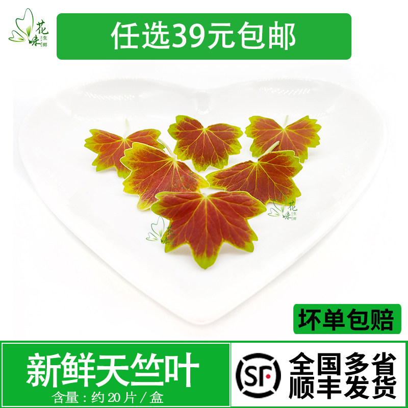 新鲜 天竺葵叶 非枫叶 温哥华枫叶 西餐酒店摆盘装饰新鲜花草