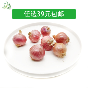 新鲜小干葱头 圆葱头 小红葱头  珍珠洋葱蔬菜沙拉食材香料 500g