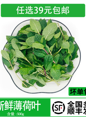 新鲜薄荷叶 留兰香 莫吉托调酒可食用烘焙泡水500g 多省包邮