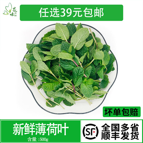 新鲜薄荷叶留兰香调酒烘焙可食用