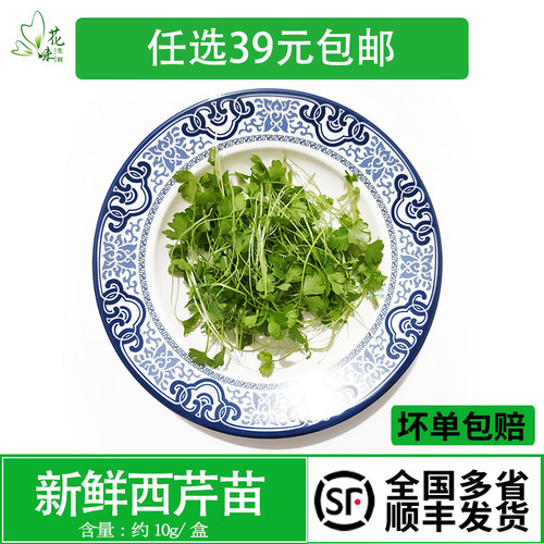 新鲜芹菜苗 香芹苗 可食用芽苗菜三叶香蔬菜酒店西餐摆盘装饰点缀