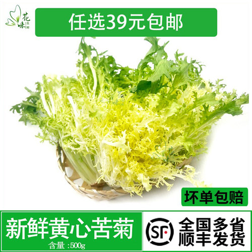 新鲜黄心苦叶苦菊九芽蜘蛛菜