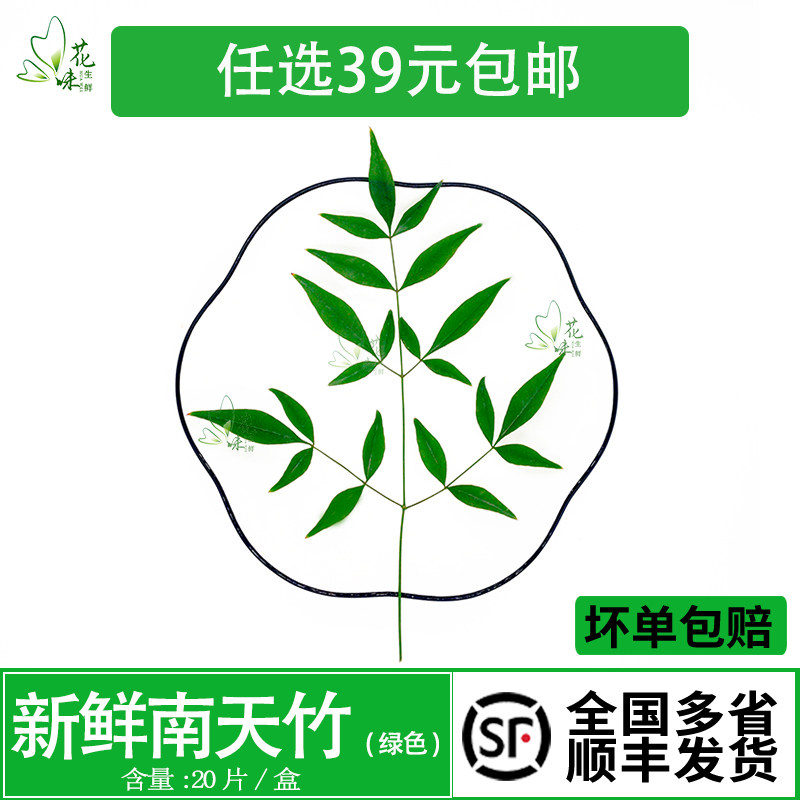 新鲜绿南天 南天竹叶非枫叶酒店西餐日料摆盘装饰花草点缀 20支