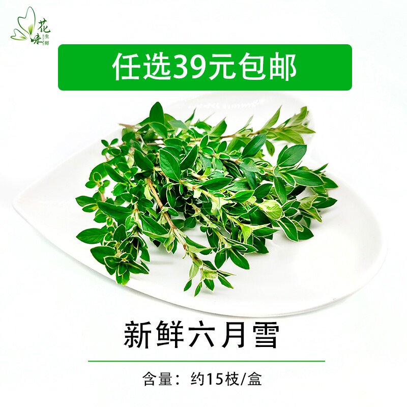 新鲜鲜花花草 六月雪  西餐酒店日料冷菜摆盘装饰点缀 15根/盒