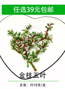 新鲜金枝玉叶 马齿苋一盒10支 酒店餐饮盘饰花 摆盘装饰点缀