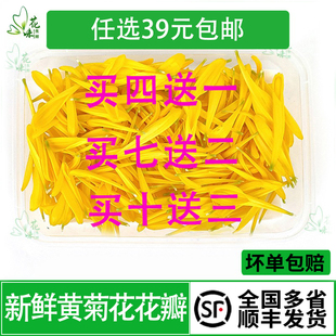 新鲜黄菊花花瓣 黄菊花瓣可食用花瓣酸菜鱼火锅西餐摆盘装饰
