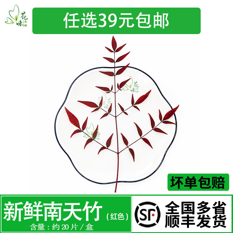 新鲜红南天 南天竹叶  非枫叶日料寿司西餐酒店摆盘装饰花草 20支