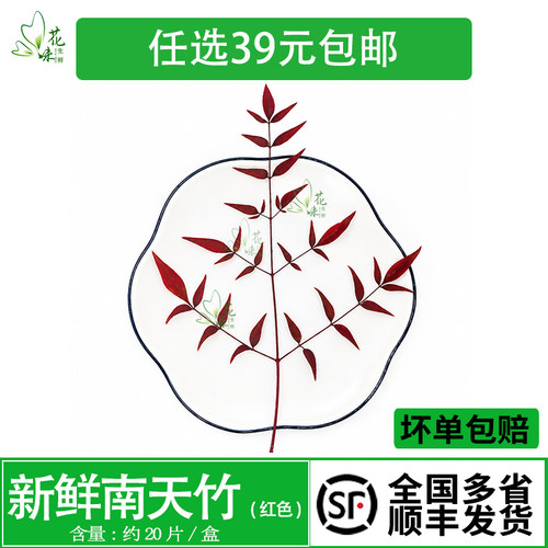 新鲜红南天 南天竹叶  非枫叶日料寿司西餐酒店摆盘装饰花草 20支