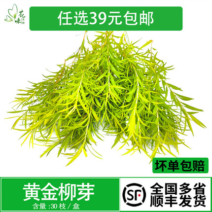 【花味鲜】新鲜黄金柳芽 酒店西餐日料烘焙花草摆盘装饰点缀30支