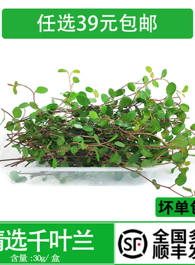 新鲜花草千叶兰 长寿藤 吊兰酒店餐饮摆盘蛋糕烘焙装饰点缀叶子