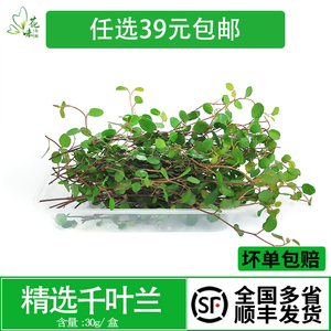 新鲜采摘花草摆盘蛋糕装饰叶子