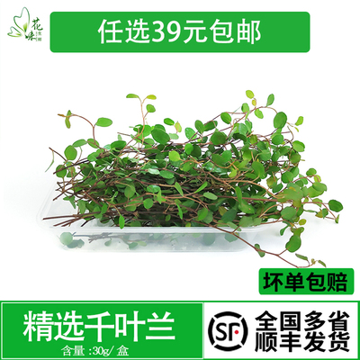 新鲜采摘花草摆盘蛋糕装饰叶子