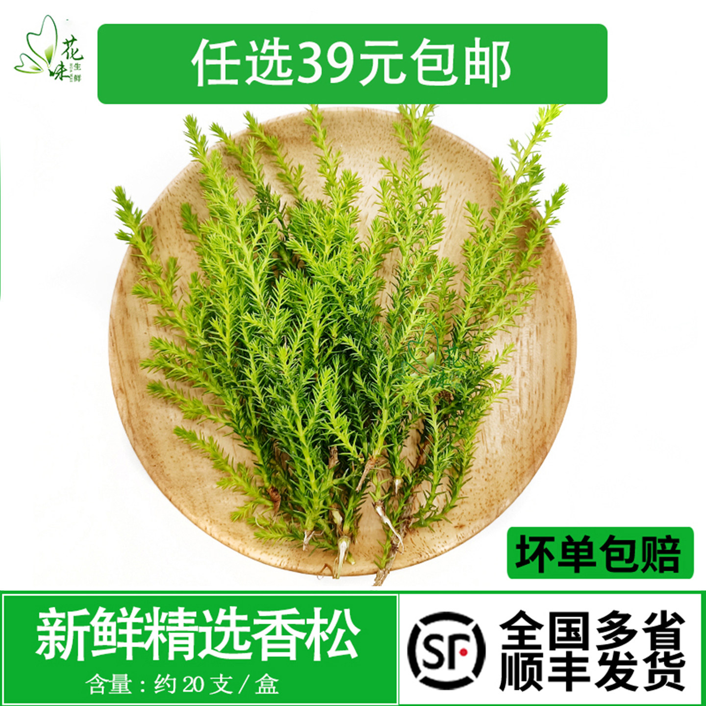 新鲜香松 金冠柏  酒店料理饭店花草摆盘冷艺点缀装饰约20支