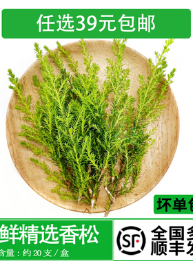 新鲜香松 金冠柏  酒店料理饭店花草摆盘冷艺点缀装饰约20支